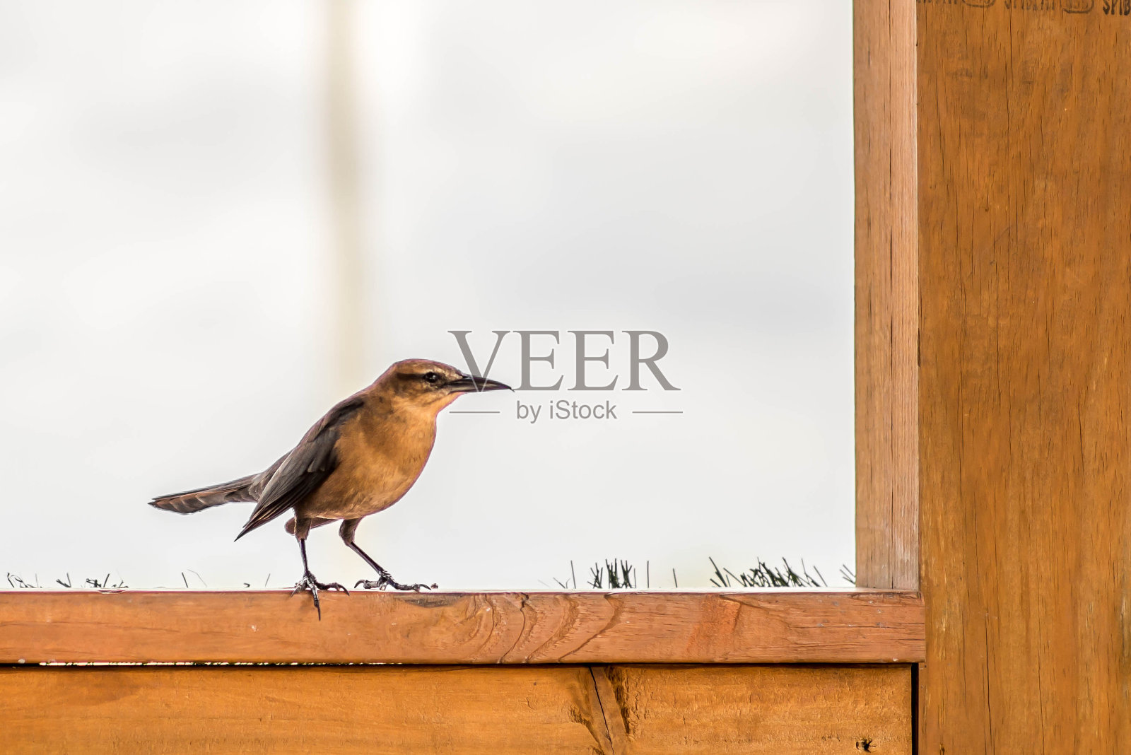 小鸟照片摄影图片