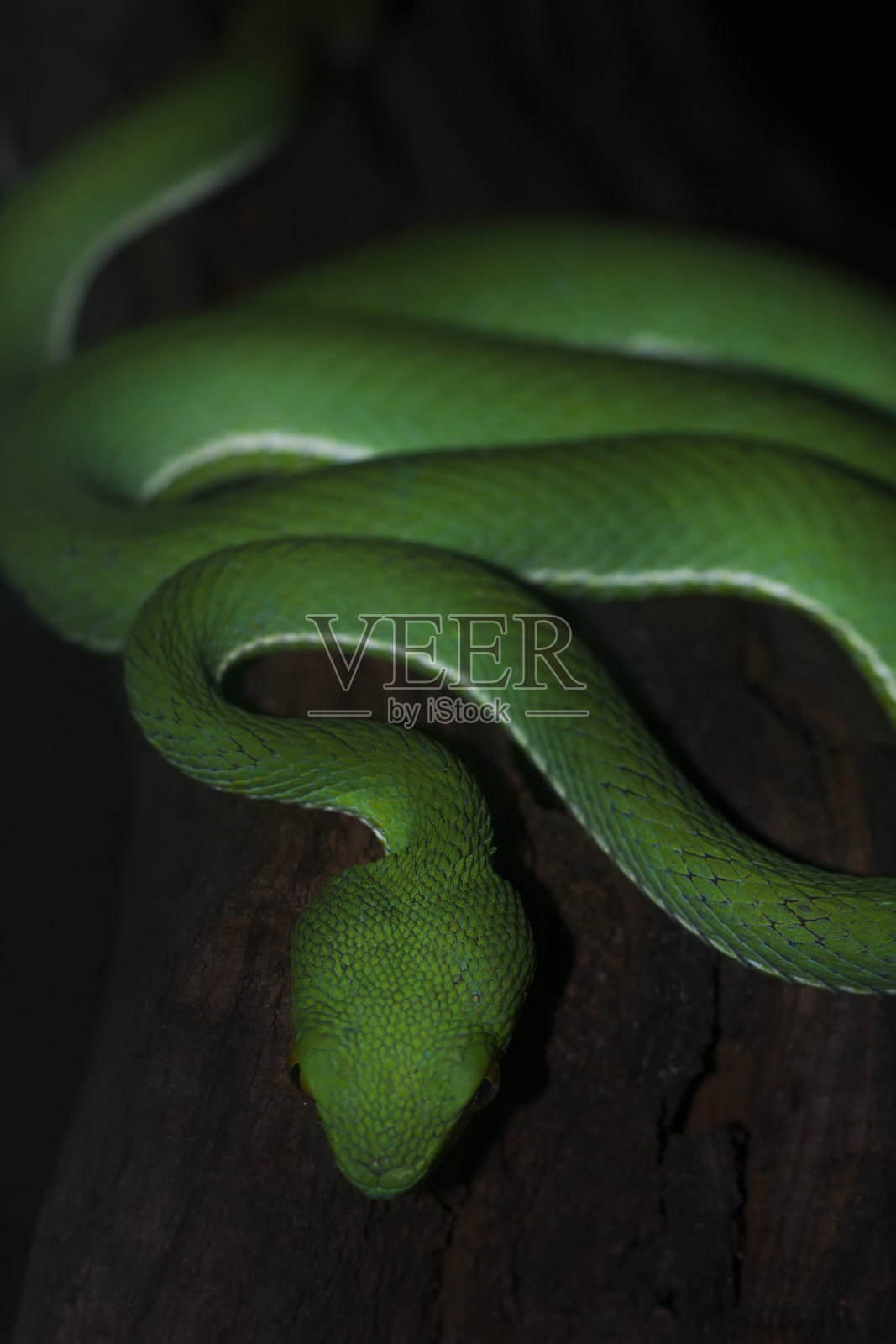 绿色的毒蛇蛇照片摄影图片