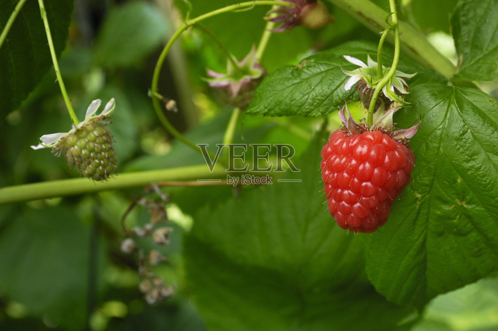 藤上树莓的特写照片摄影图片