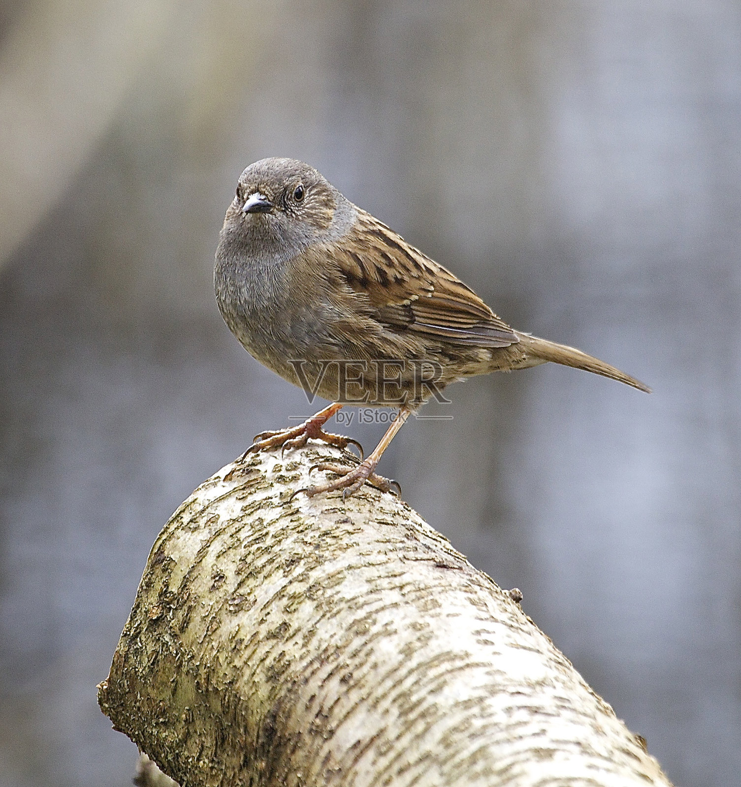 篱雀照片摄影图片
