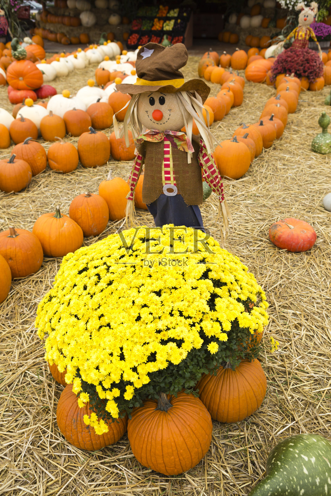 南瓜地农业博览会农民市场照片摄影图片