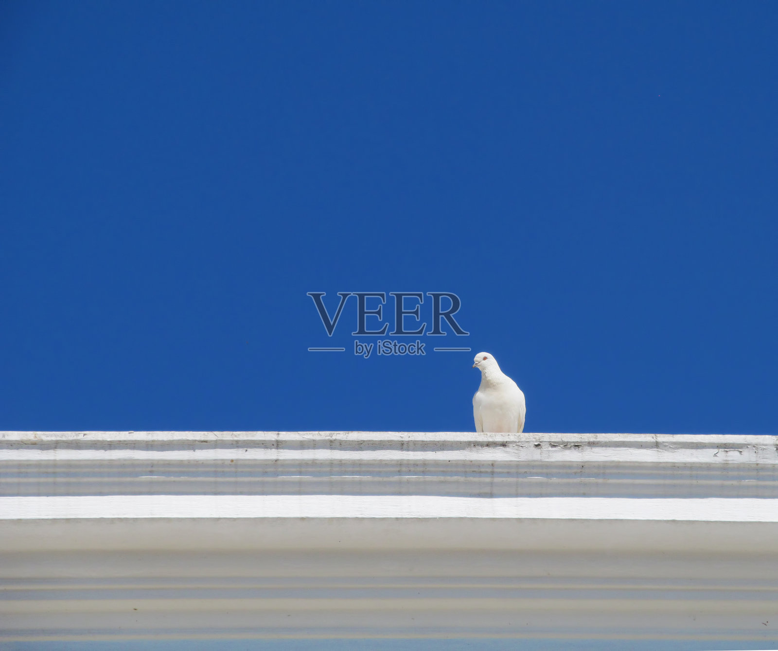 白色鸽子照片摄影图片