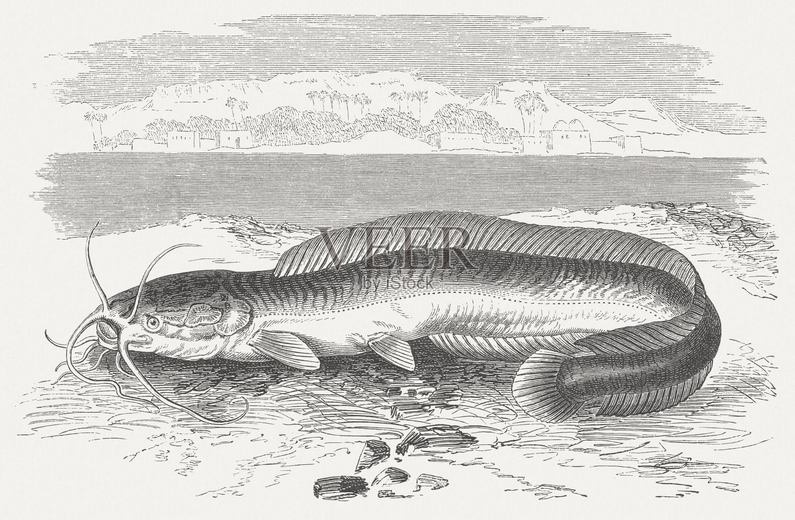 泥鱼，木刻，1884年出版插画图片素材