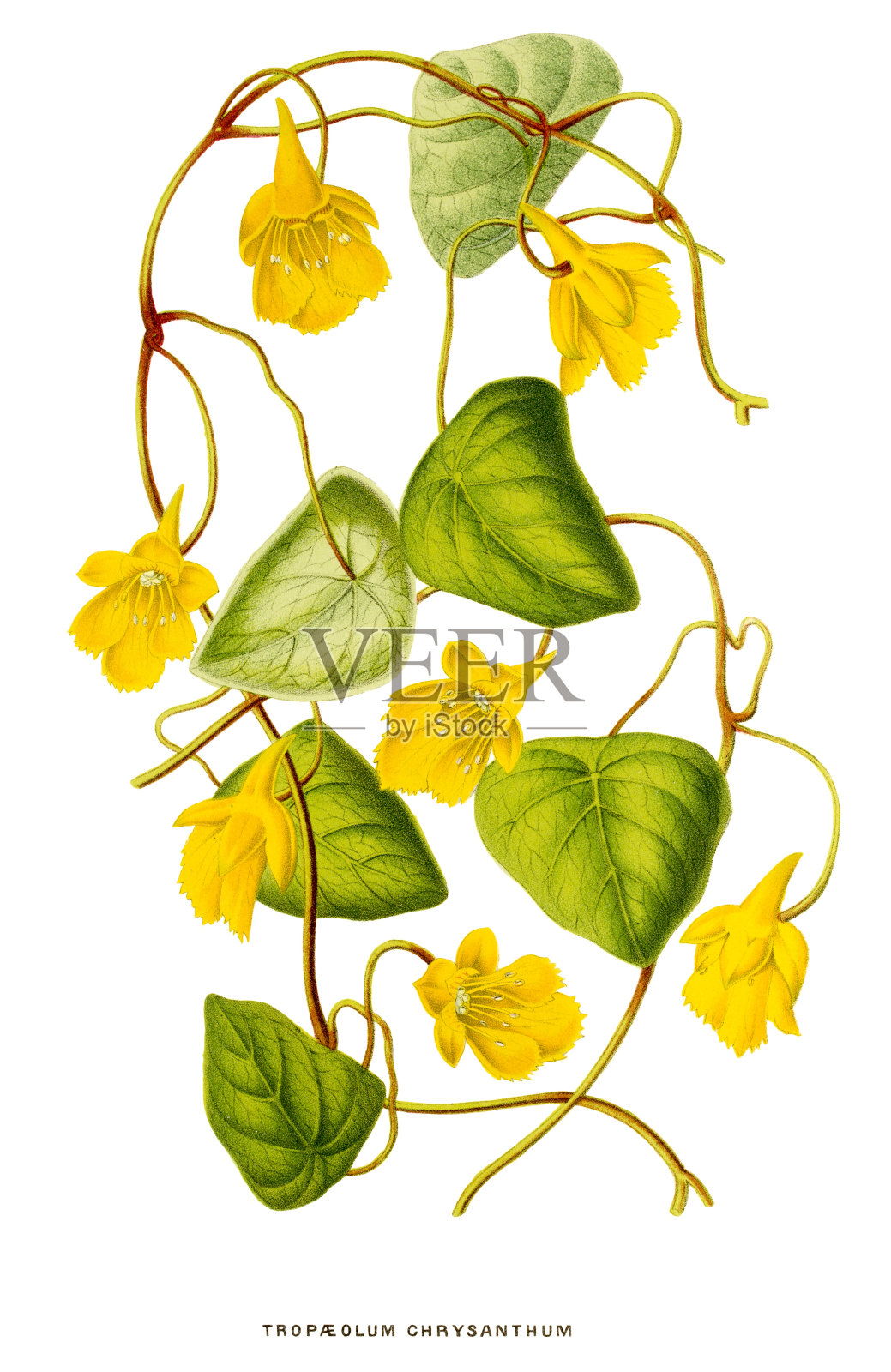 独角菊孤立在白色，19世纪插图插画图片素材