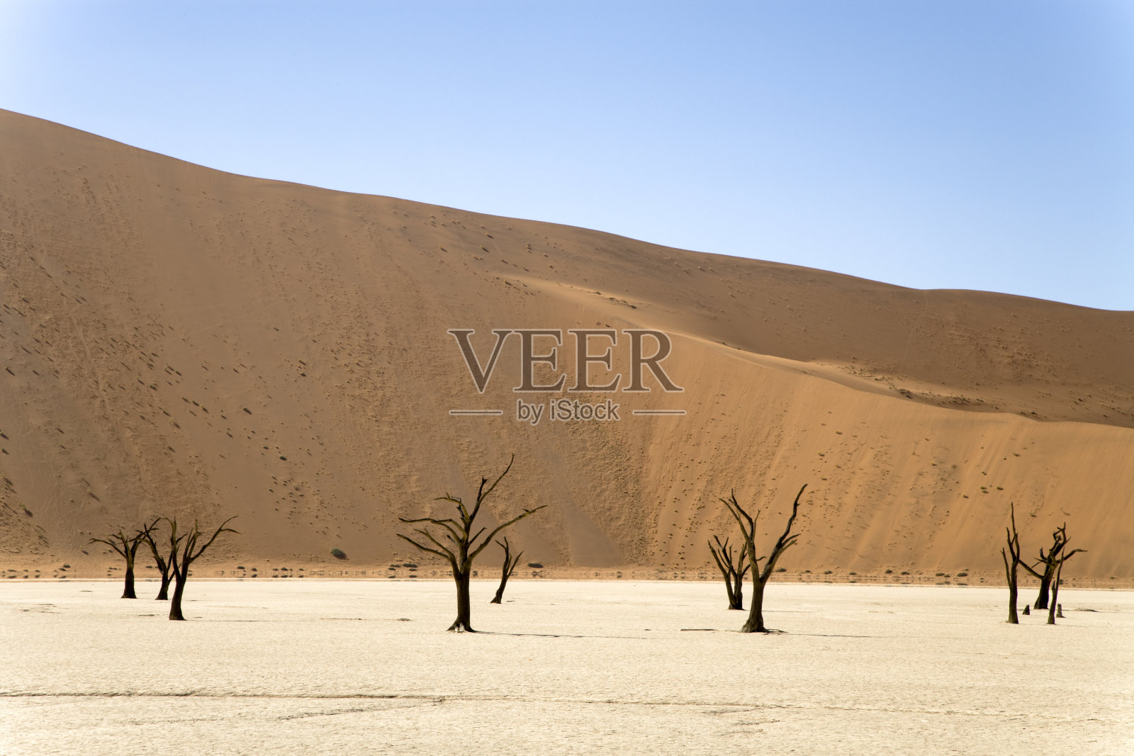 沙漠树木和沙丘照片摄影图片