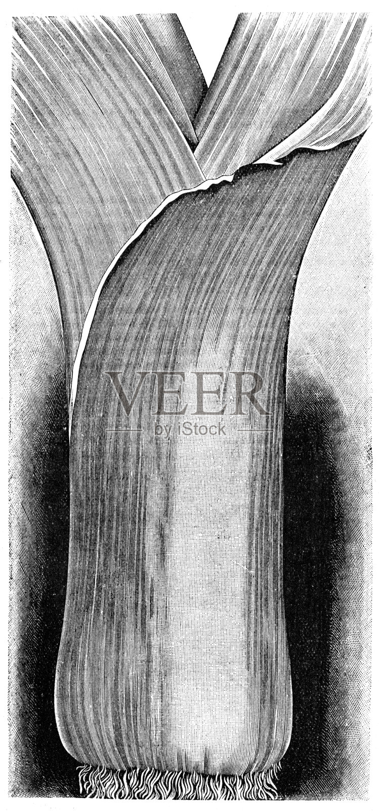 似乎设计元素图片