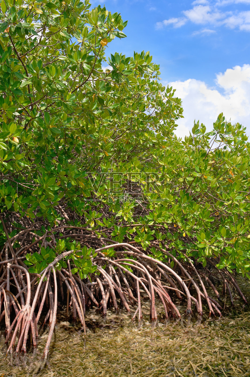 热带岛屿上的红树林和浅水区照片摄影图片