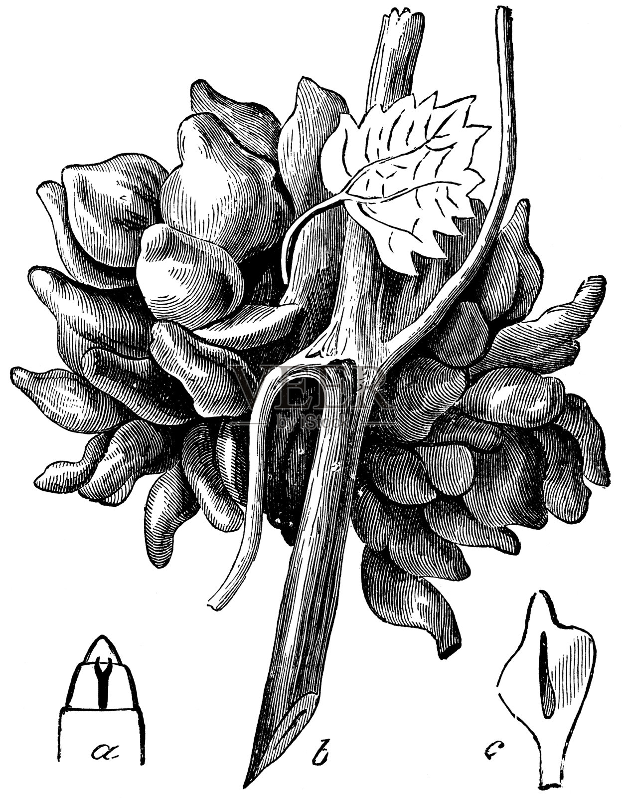 葡萄藤菲尔伯特-加尔插画图片素材