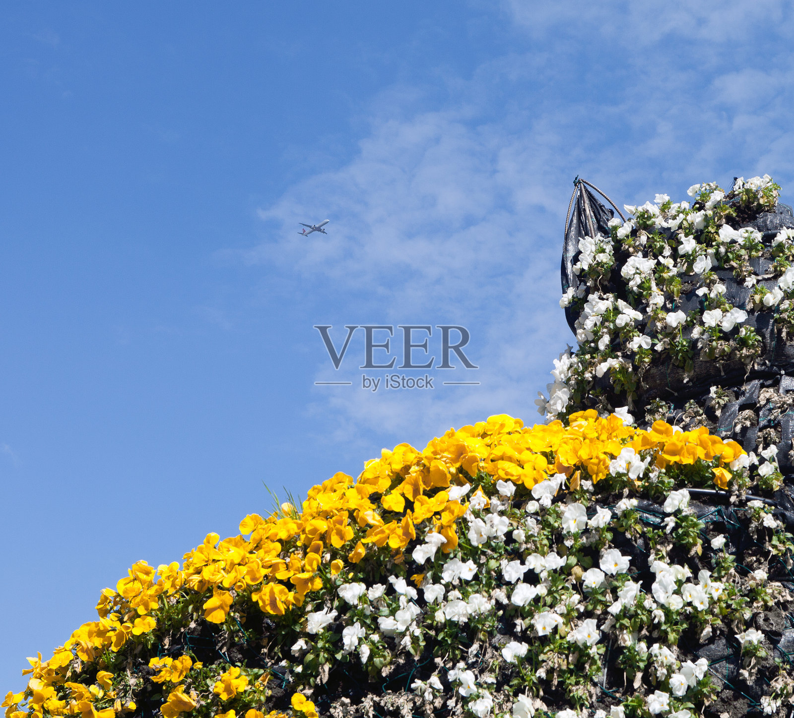 花做猫照片摄影图片