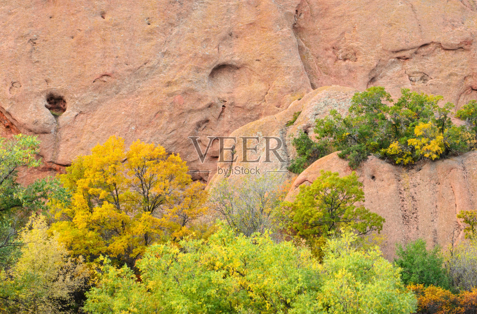 红岩和金叶照片摄影图片