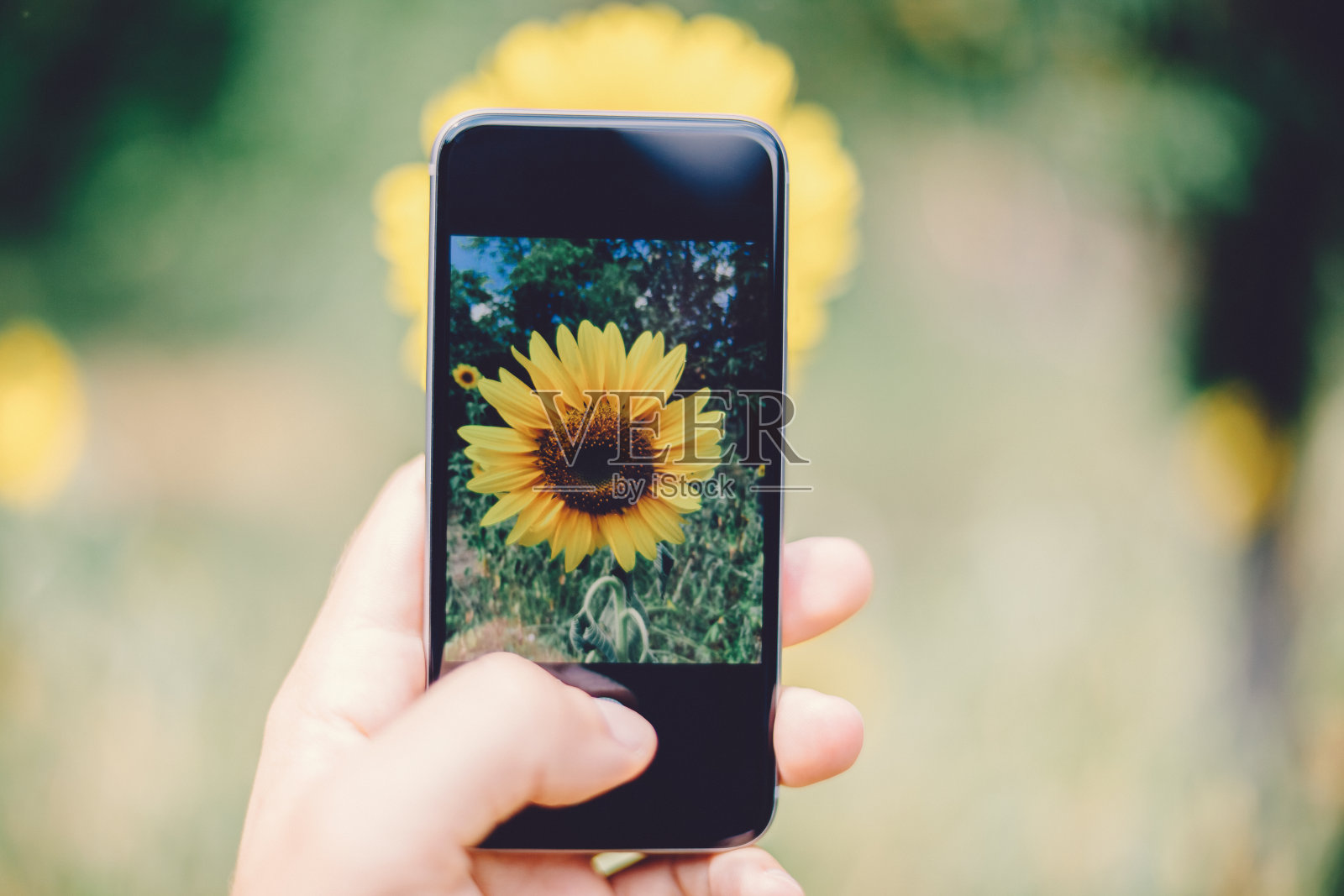 向日葵摄影照片摄影图片