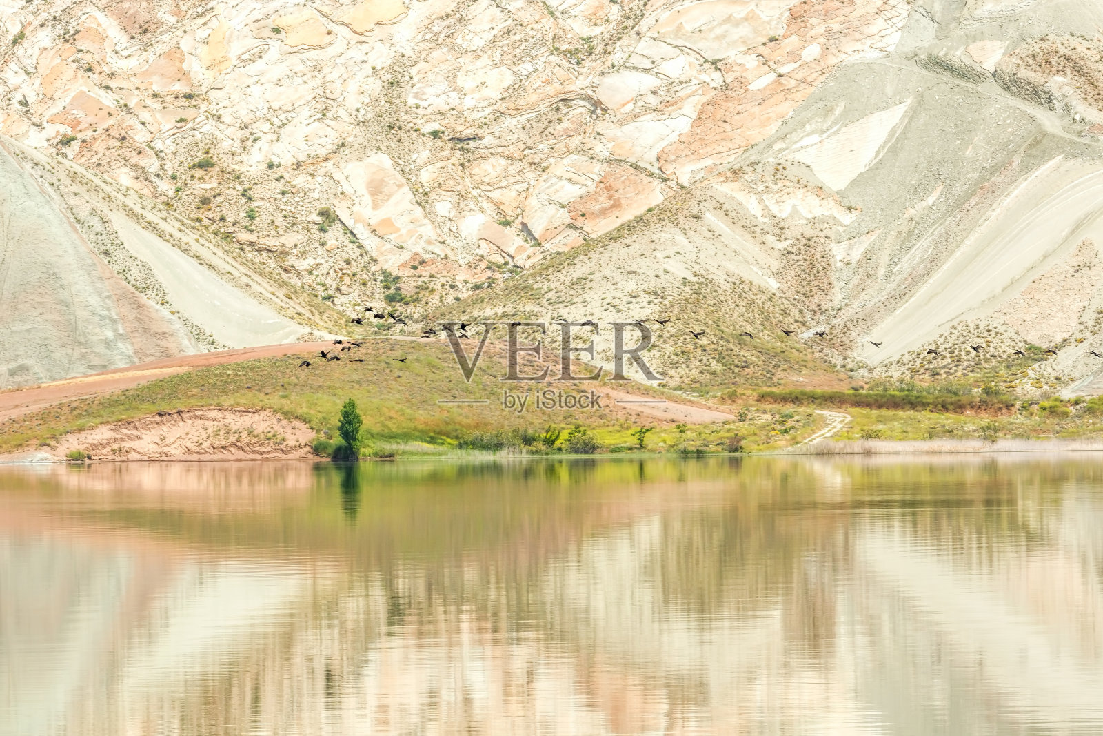 树和大鸬鹚在飞照片摄影图片