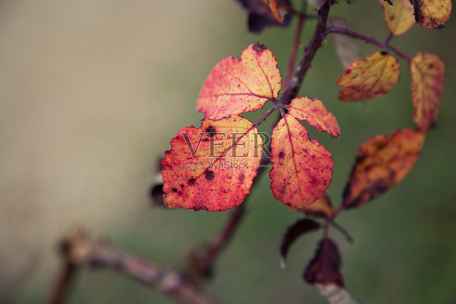 玫瑰的枯叶照片摄影图片