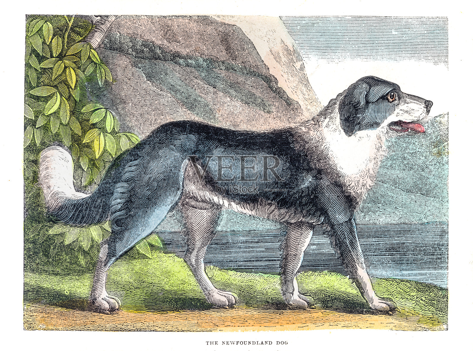 纽芬兰犬雕刻设计元素图片