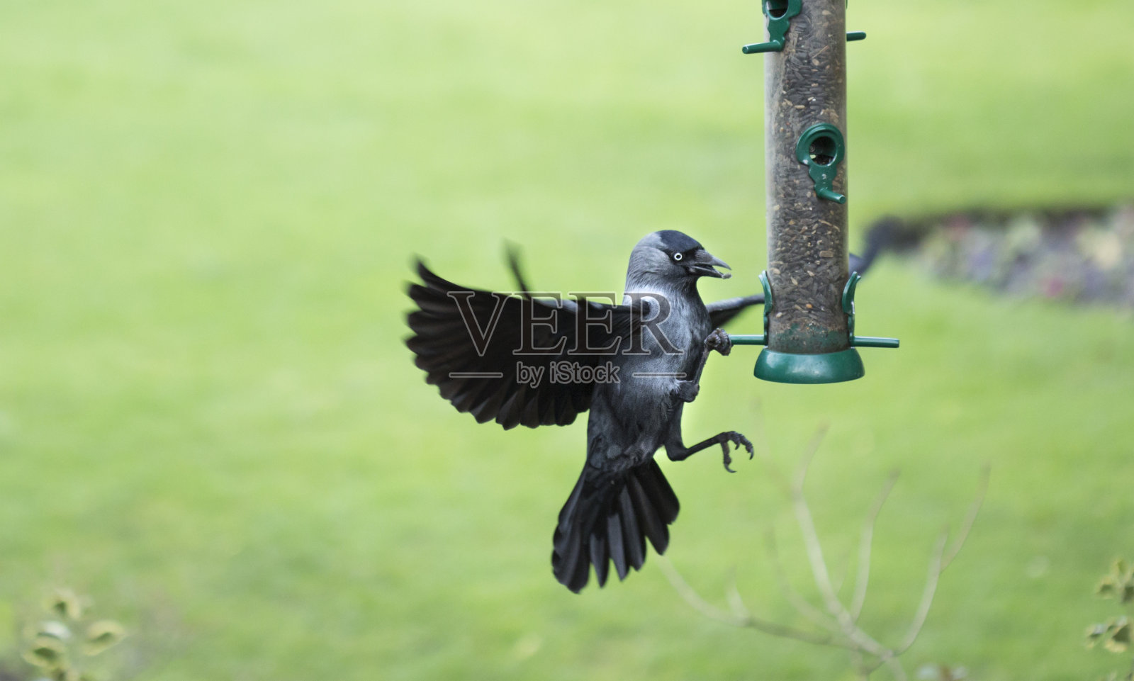 喂鸟器上的寒鸦照片摄影图片
