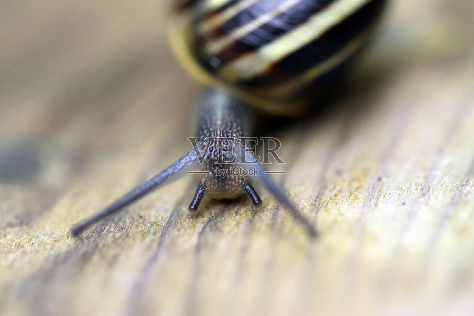 在花园里照片摄影图片