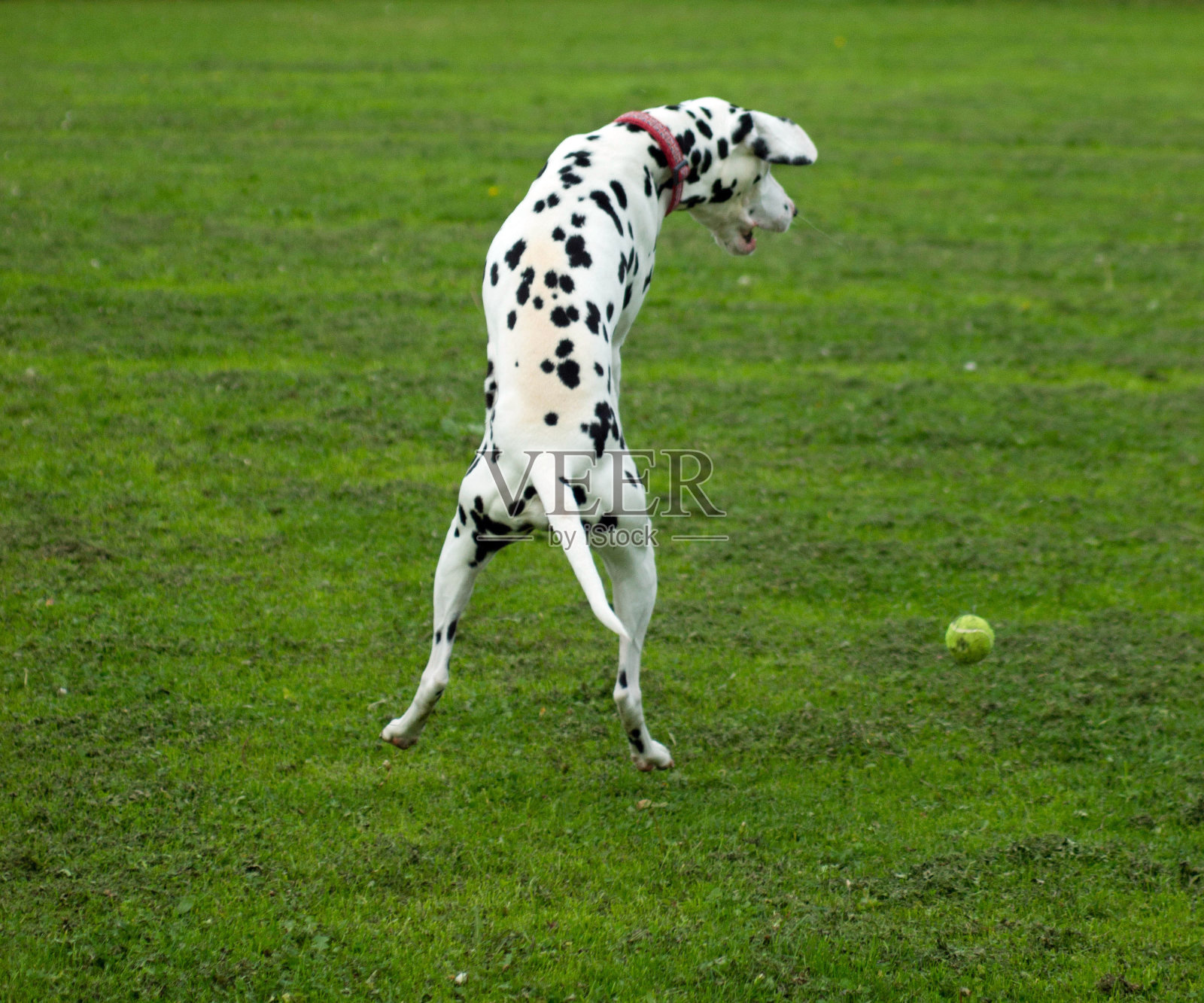 达尔马提亚玩照片摄影图片