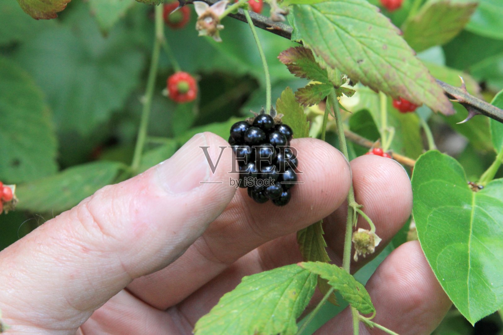 采摘浆果照片摄影图片