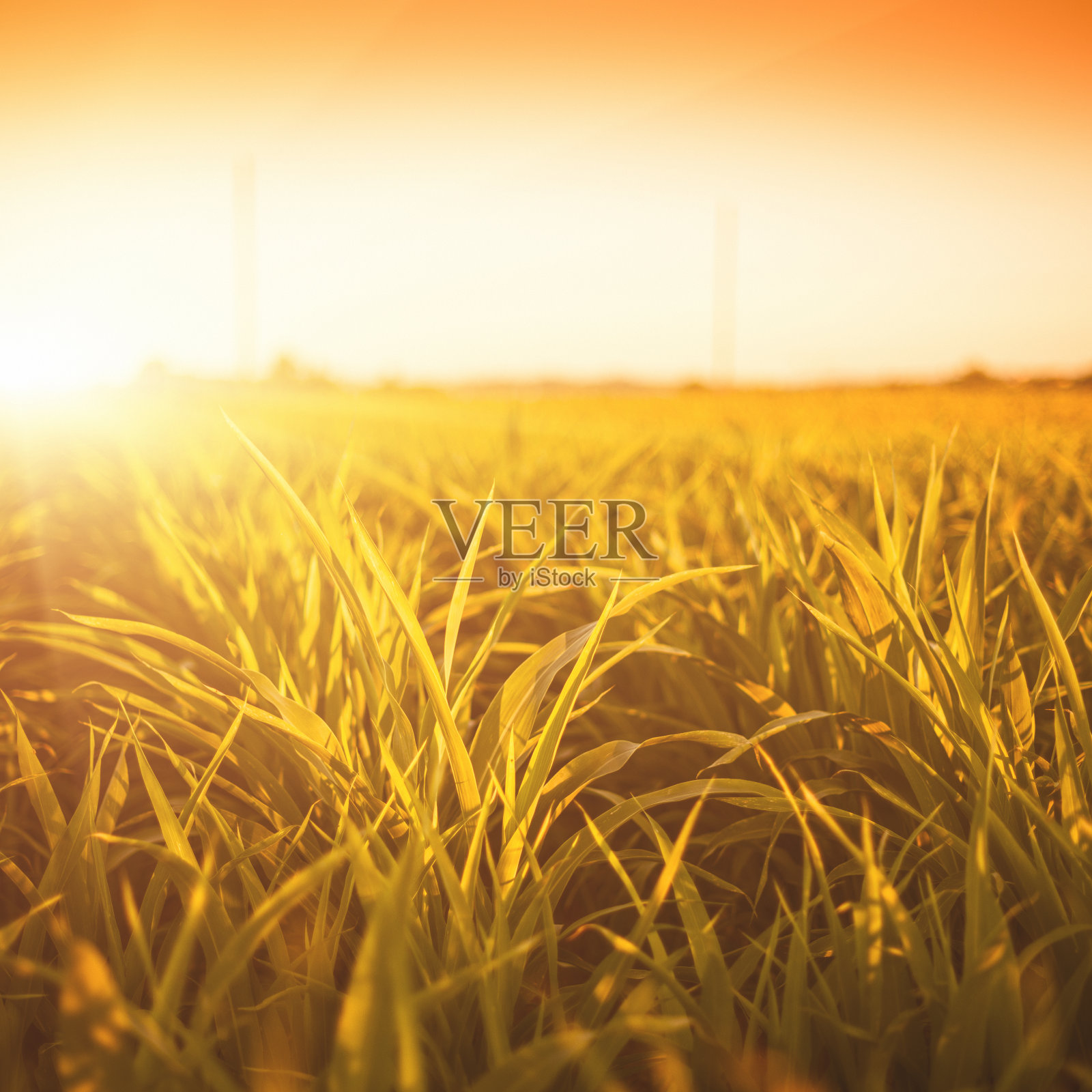 日落时分的玉米地照片摄影图片