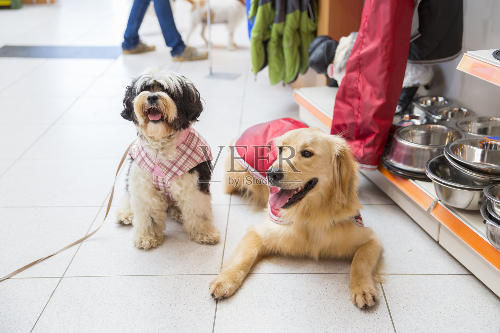 可爱的藏獒和金毛在宠物店休息照片摄影图片