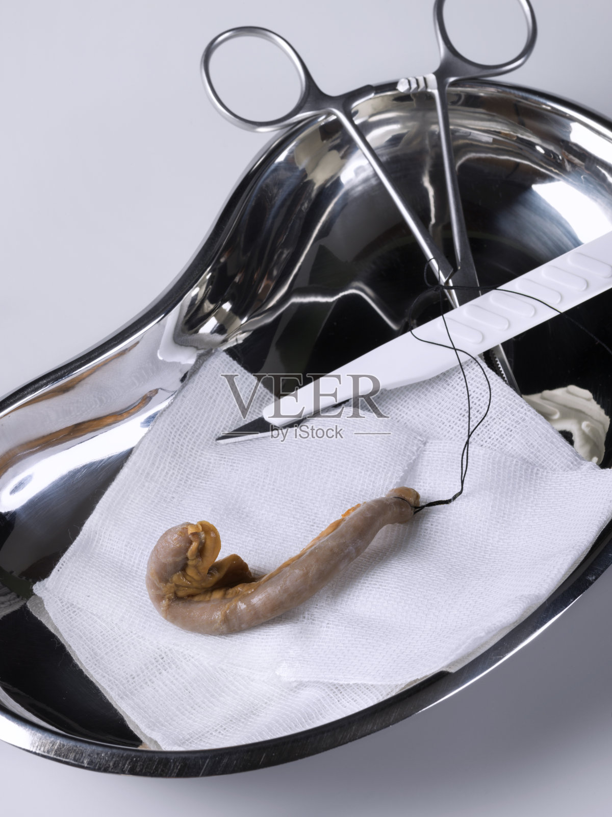 人类的阑尾照片摄影图片