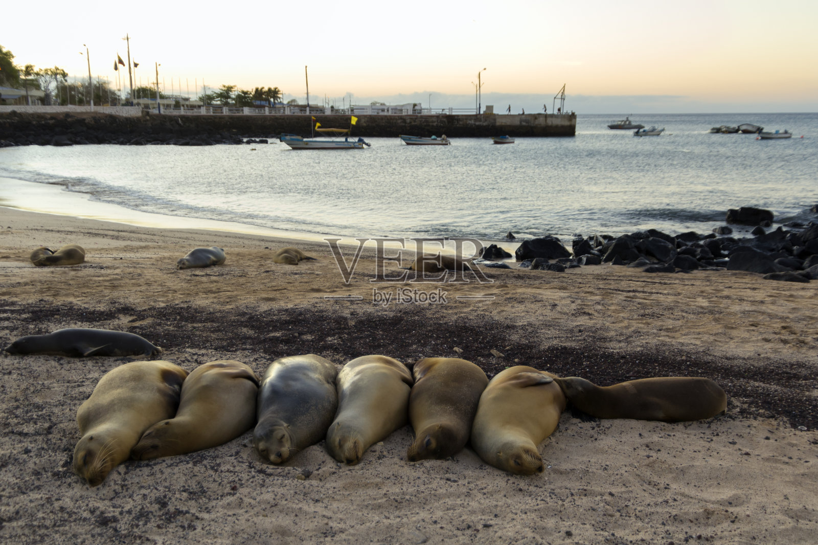 在加拉帕戈斯群岛海港海滩上睡觉的海狮照片摄影图片