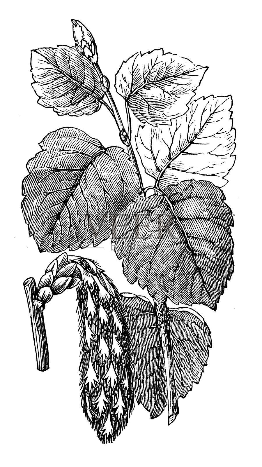 灰杨树(Populus canescens)仿古插图插画图片素材