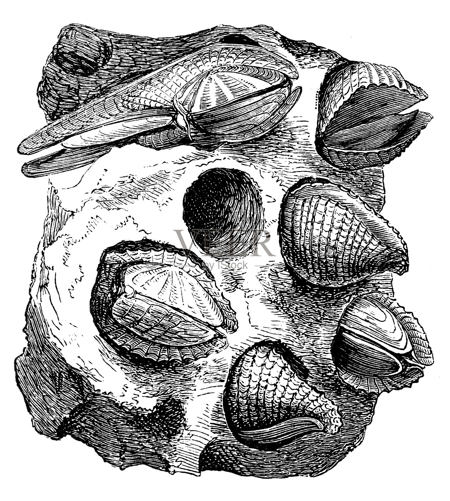 古色古香的琉璃贝壳岩石插图插画图片素材
