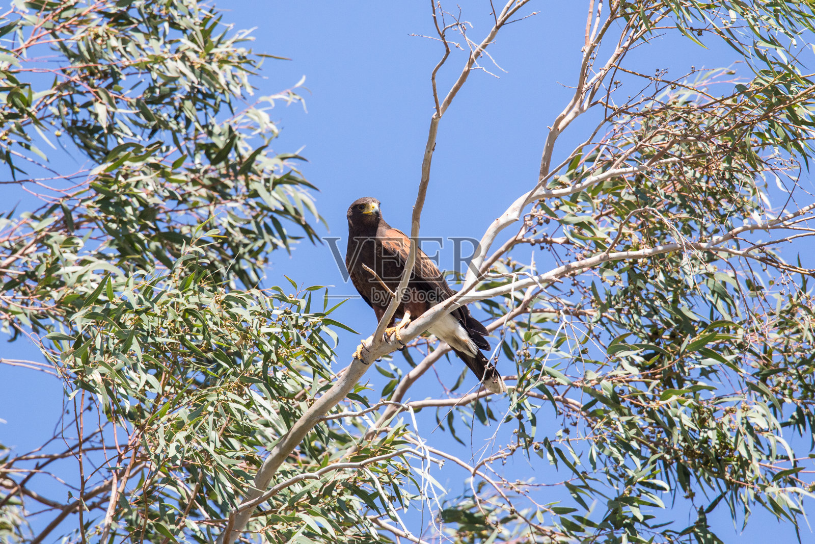 哈里斯的鹰照片摄影图片