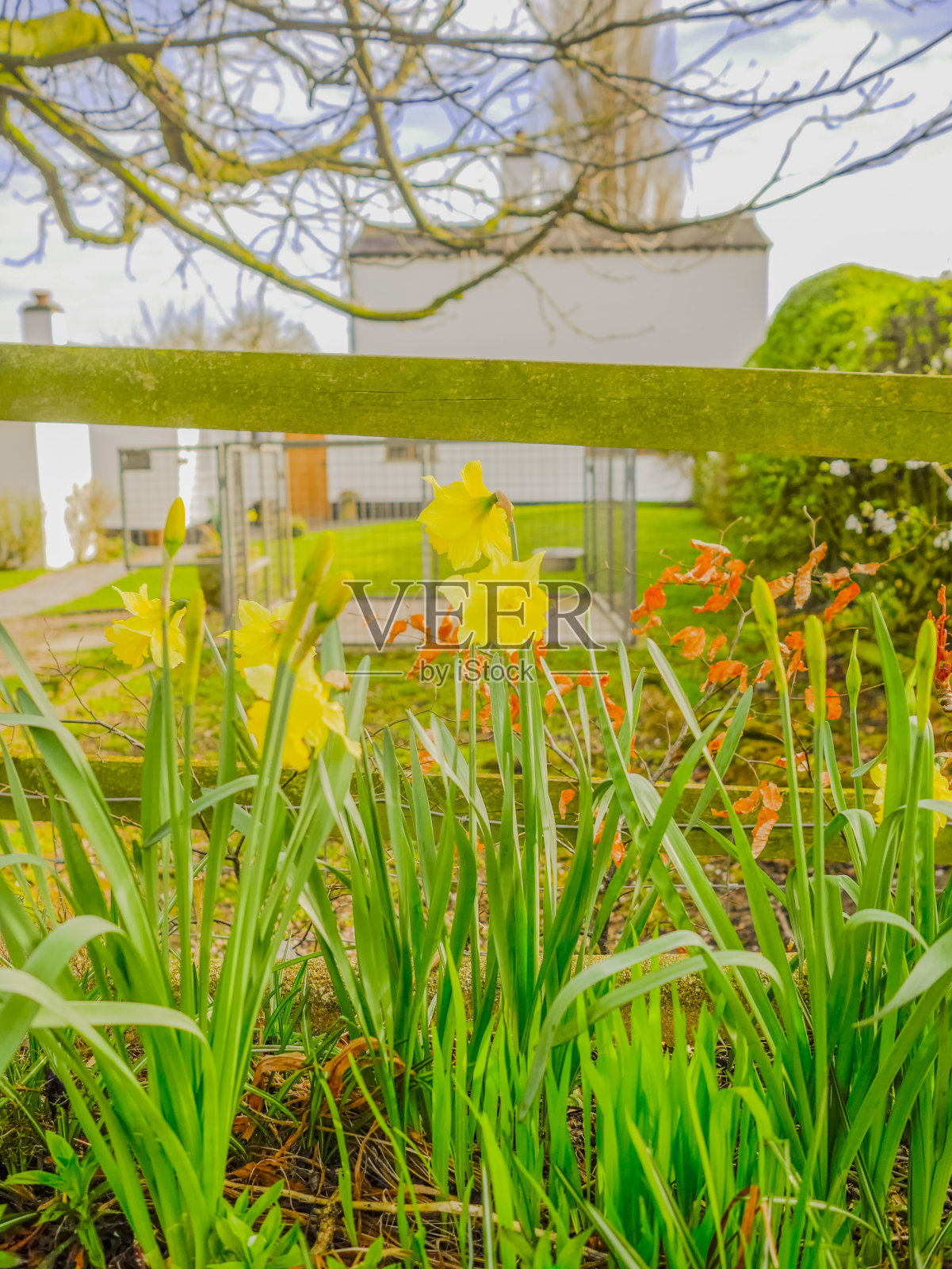 水仙花照片摄影图片