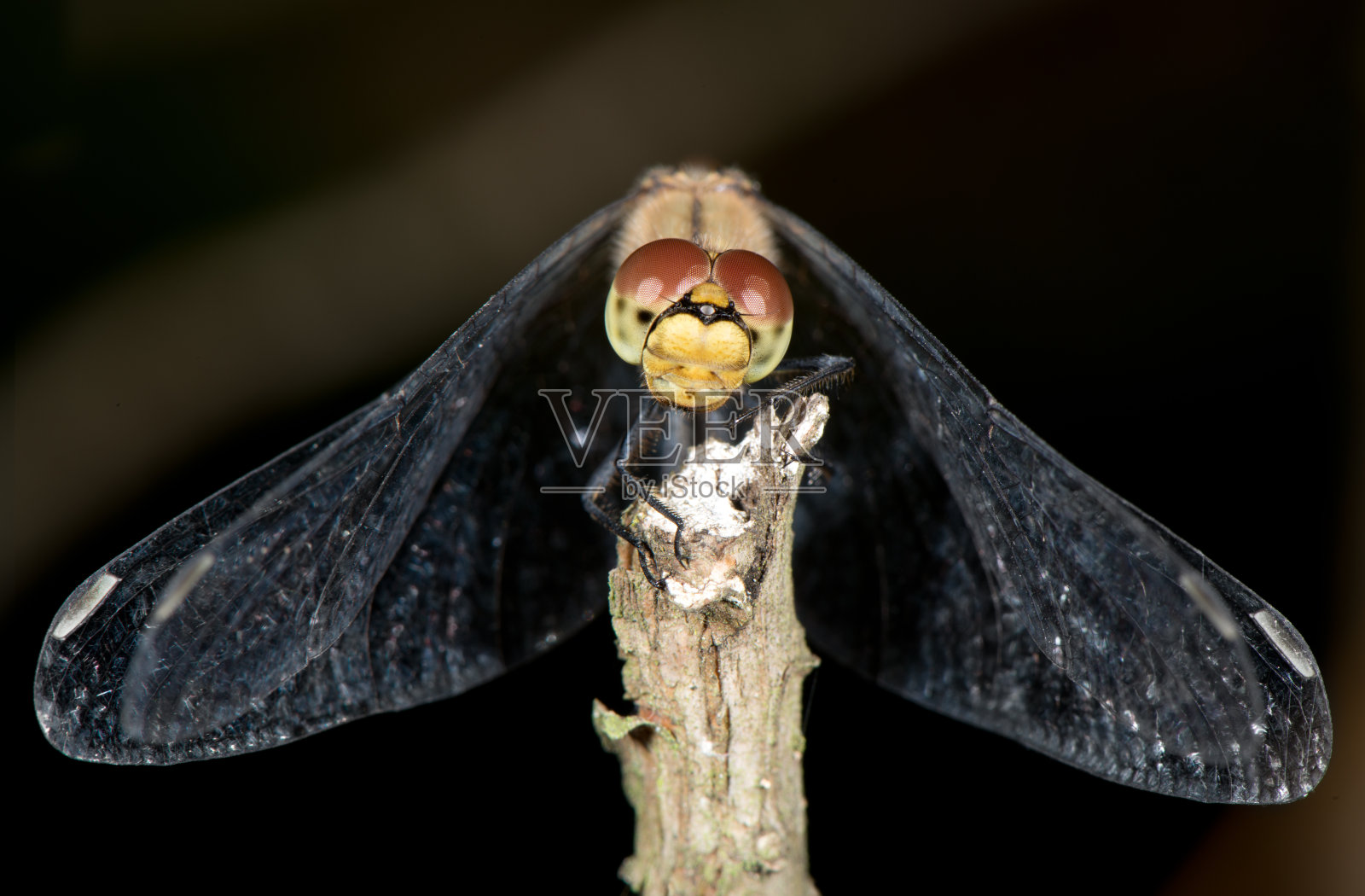 蜻蜓照片摄影图片