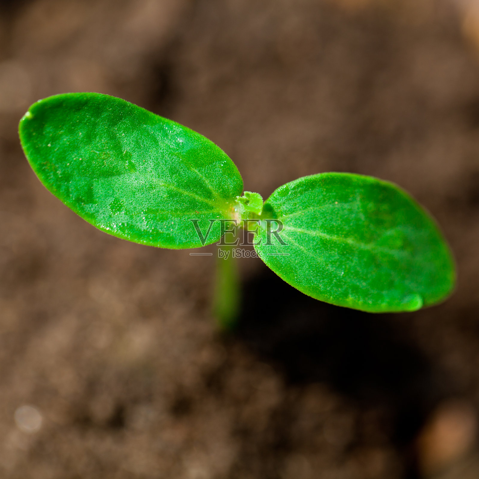 小芽生长照片摄影图片