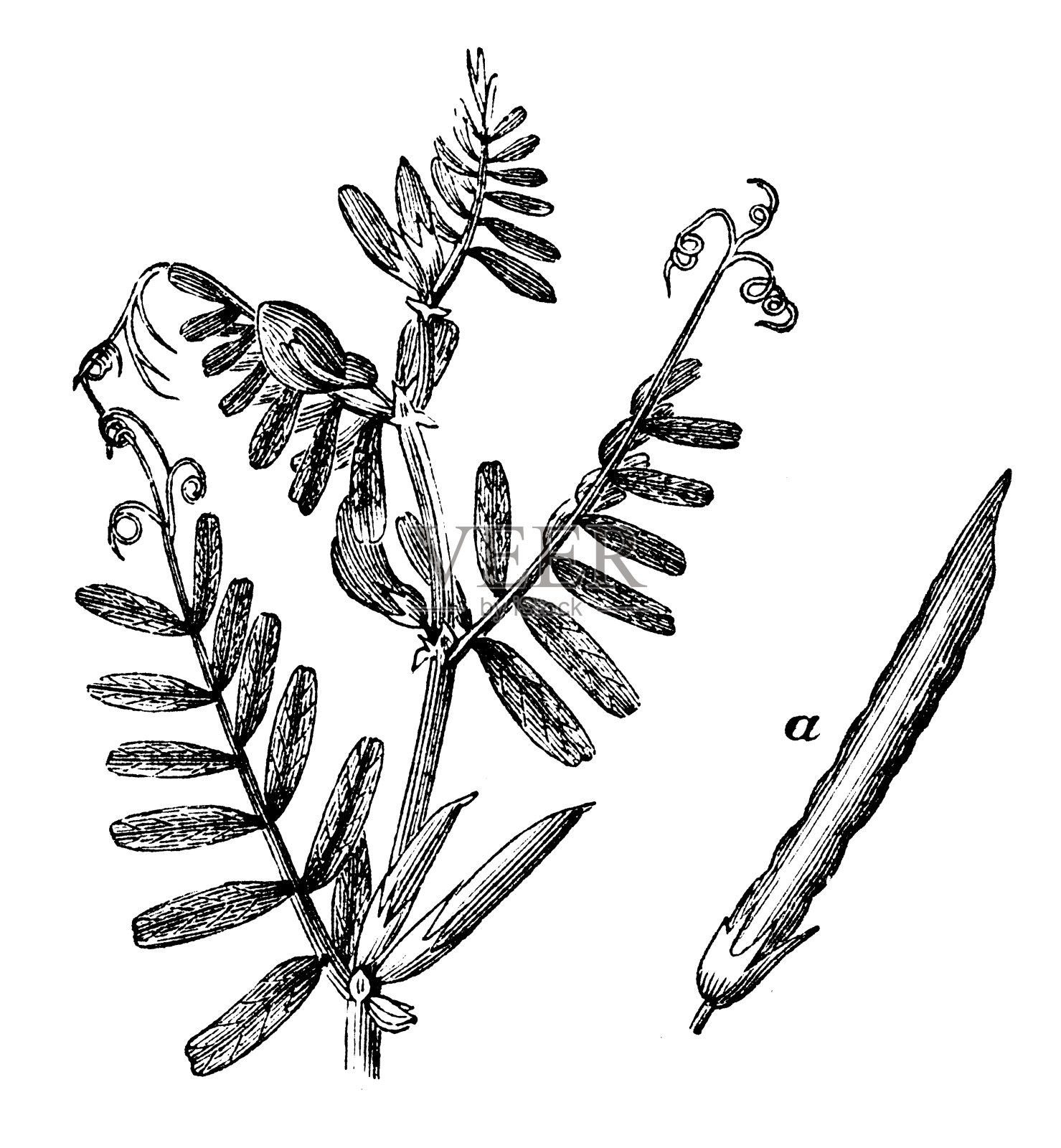 紫薇(野豌豆)古董插图设计元素图片