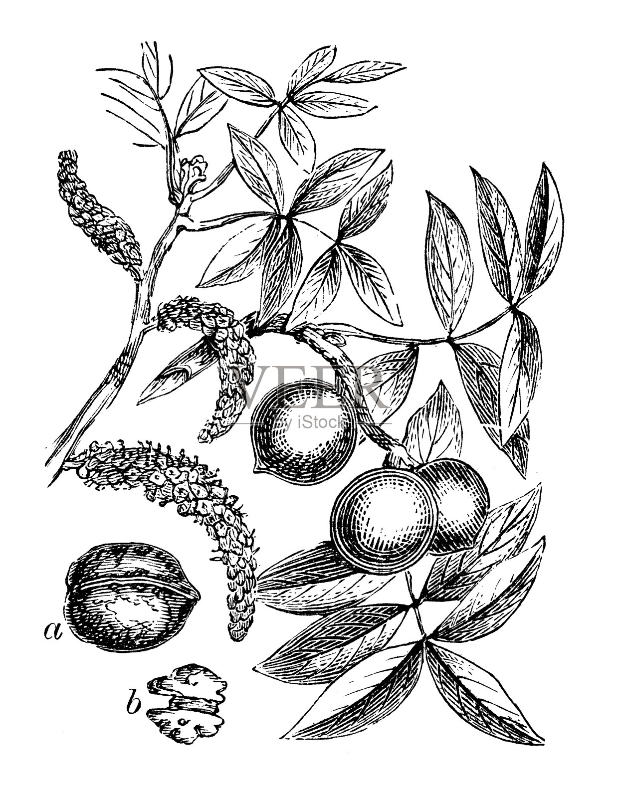 核桃(波斯胡桃)仿古插画插画图片素材