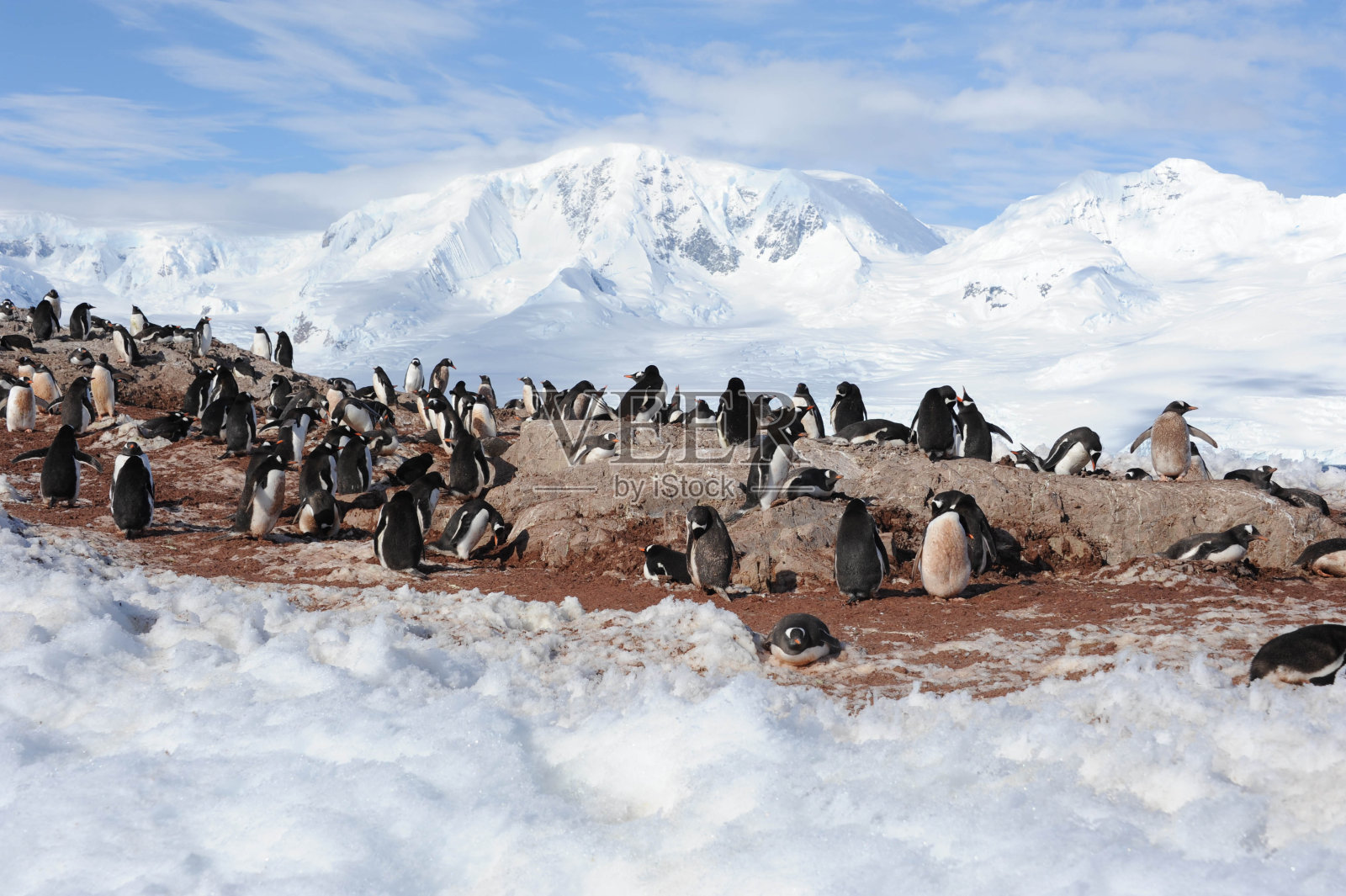 Gentoo的殖民地照片摄影图片