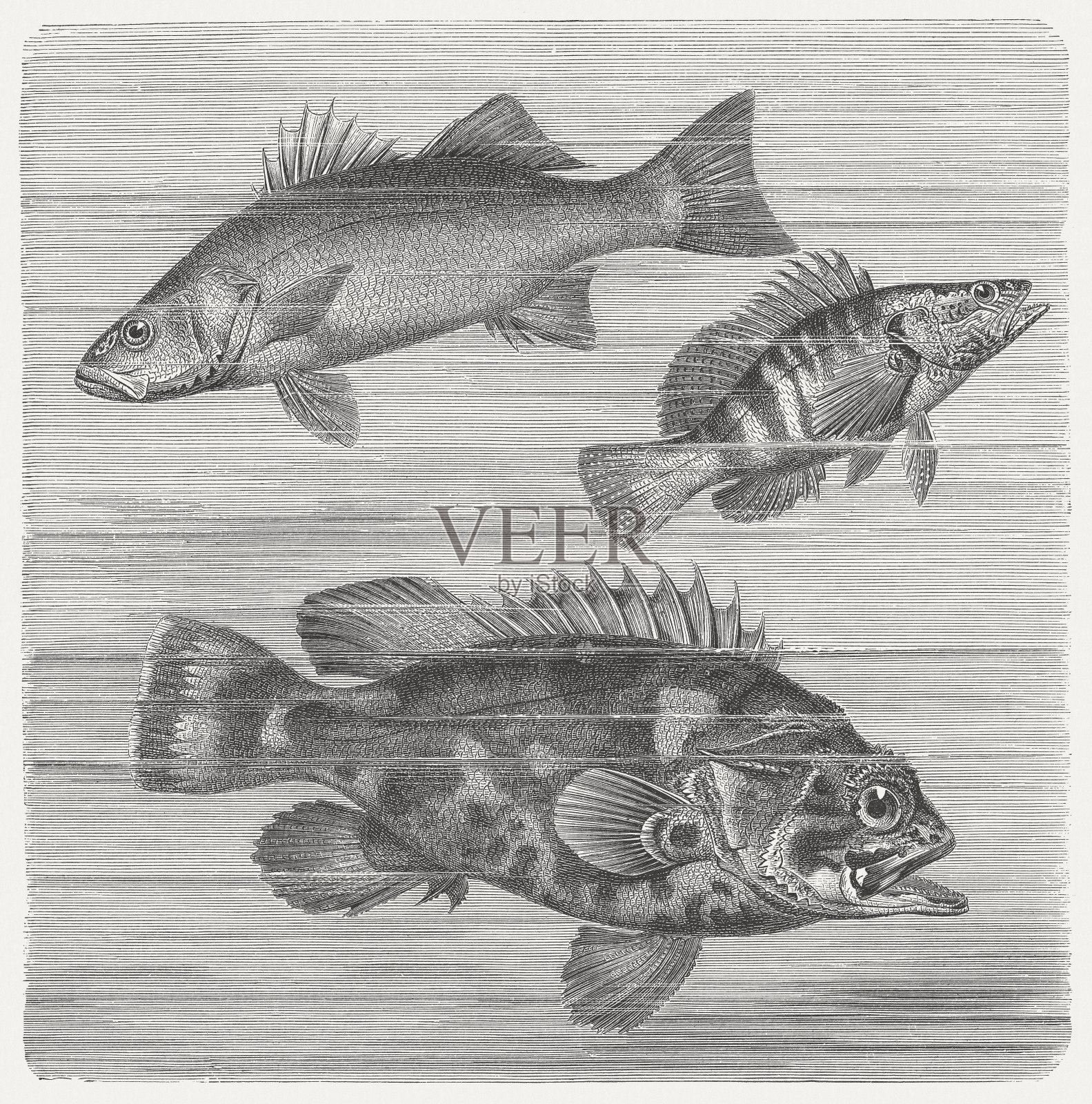 鳍刺类鱼插画图片素材