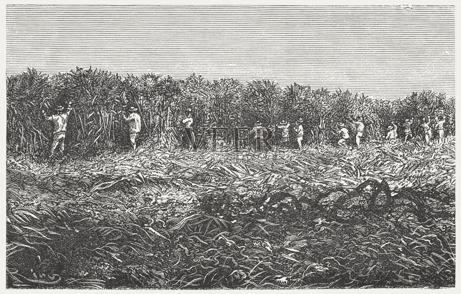 甘蔗种植园，木刻，1880年出版插画图片素材