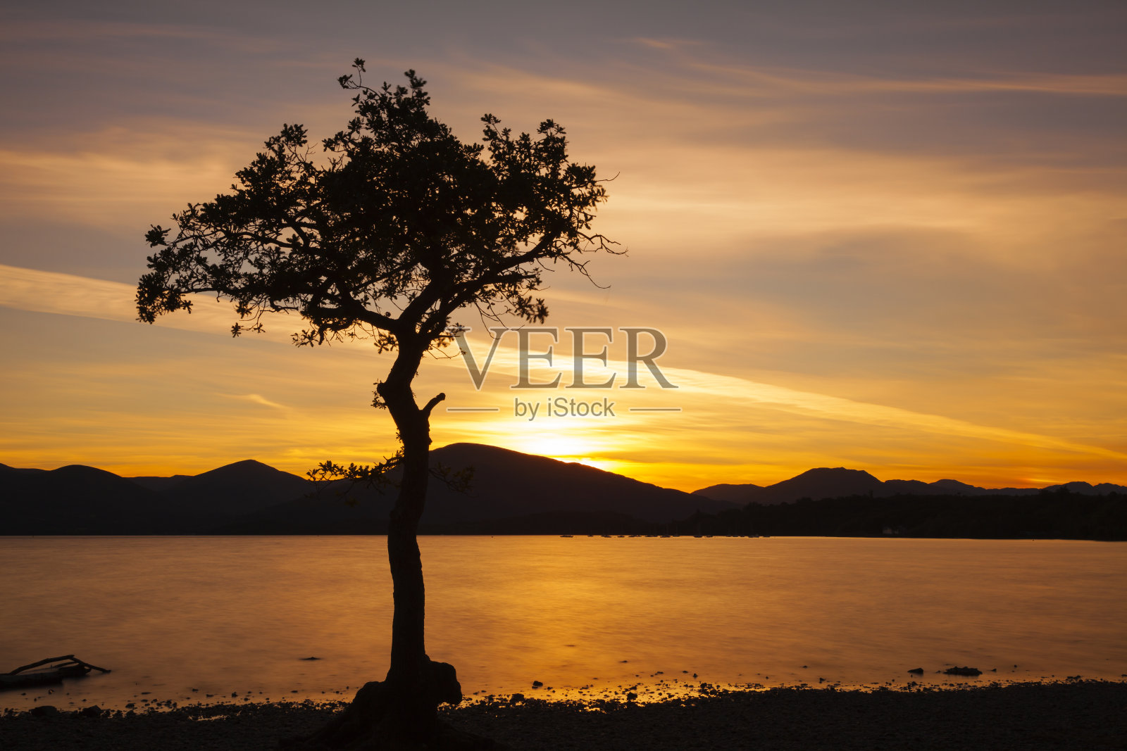 苏格兰洛蒙德湖岸边的一棵孤独的树。照片摄影图片
