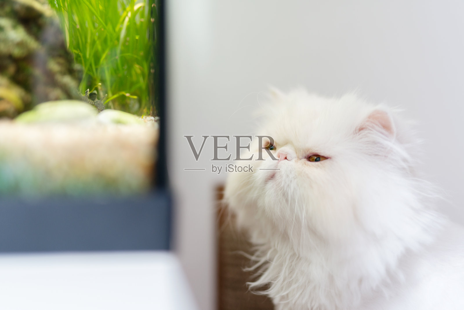 波斯白猫在看鱼缸照片摄影图片