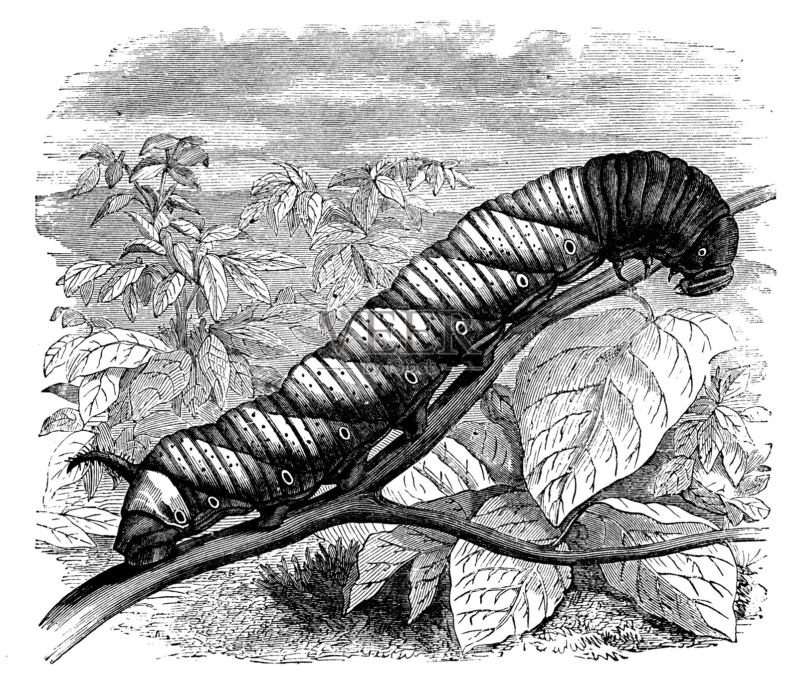 死神头鹰(Acherontia atropos)幼虫的古董插图设计元素图片
