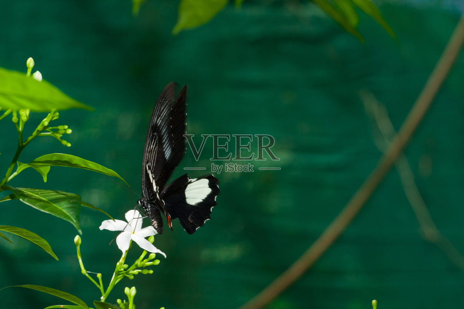 热带蝴蝶照片摄影图片