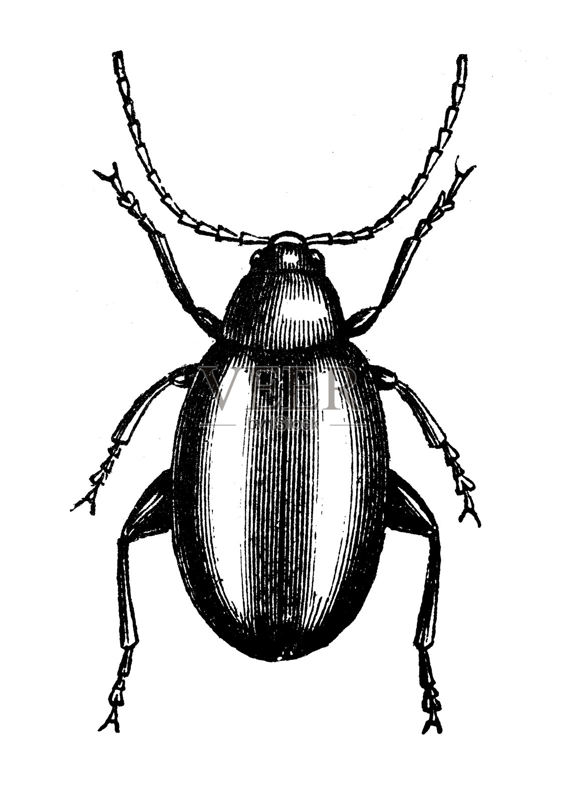 芜菁跳蚤或芜菁的古董插图(甘蓝跳甲)设计元素图片