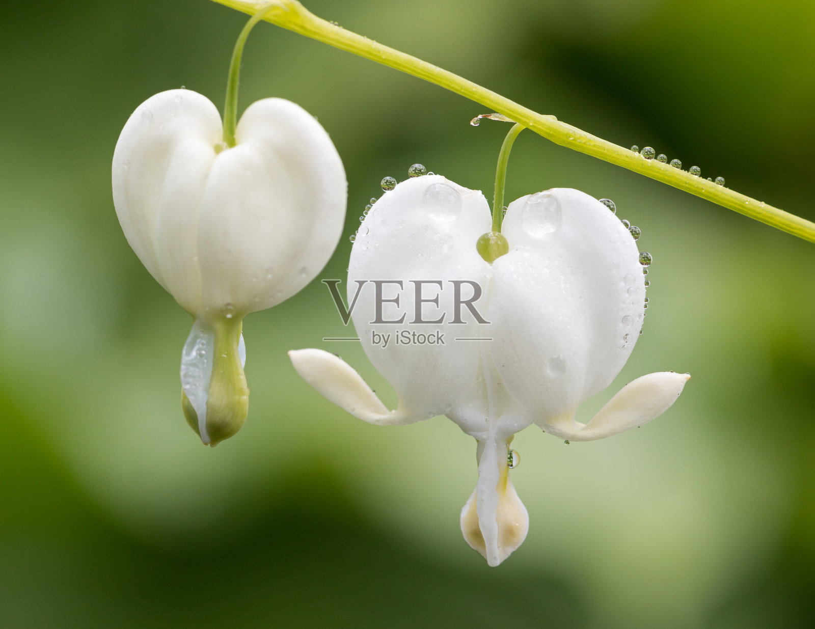 血淋淋的心照片摄影图片