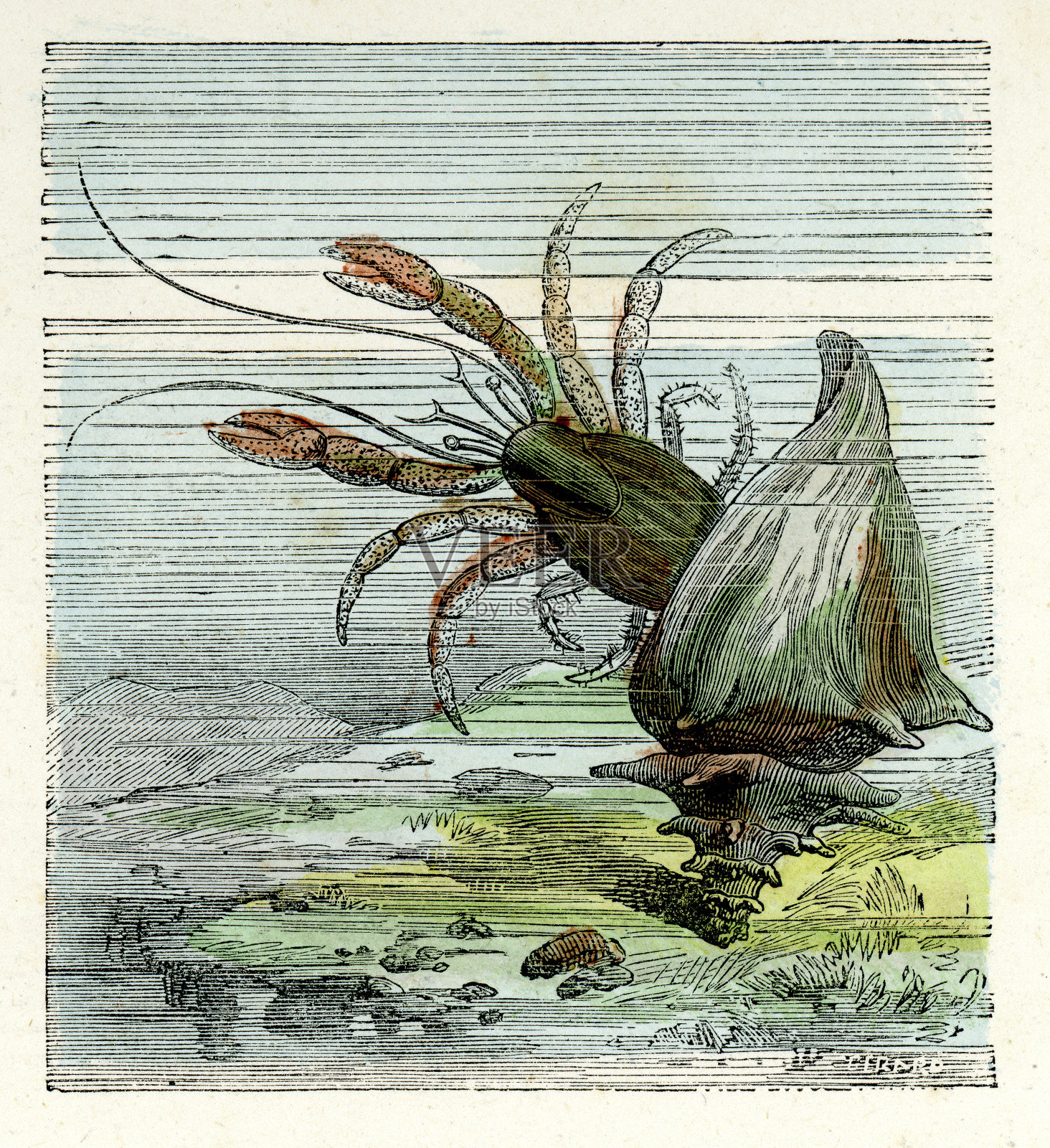 寄居蟹插画图片素材