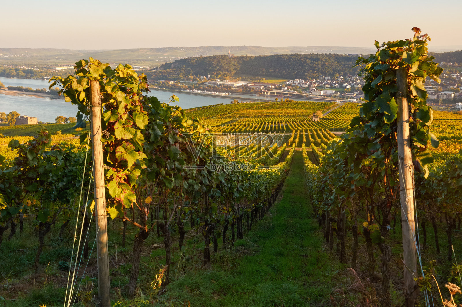德国的秋季葡萄园照片摄影图片