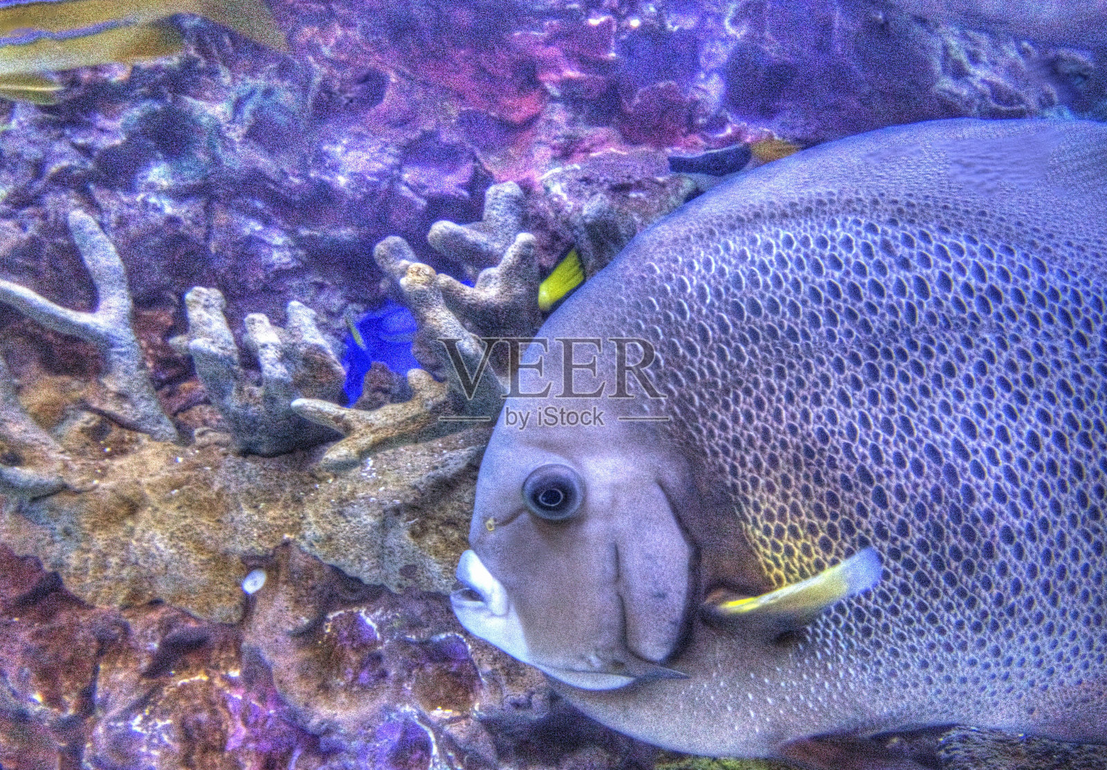 热带鱼照片摄影图片