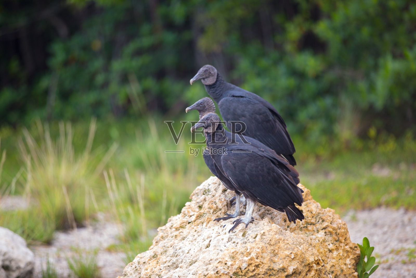 秃鹫在看相机照片摄影图片