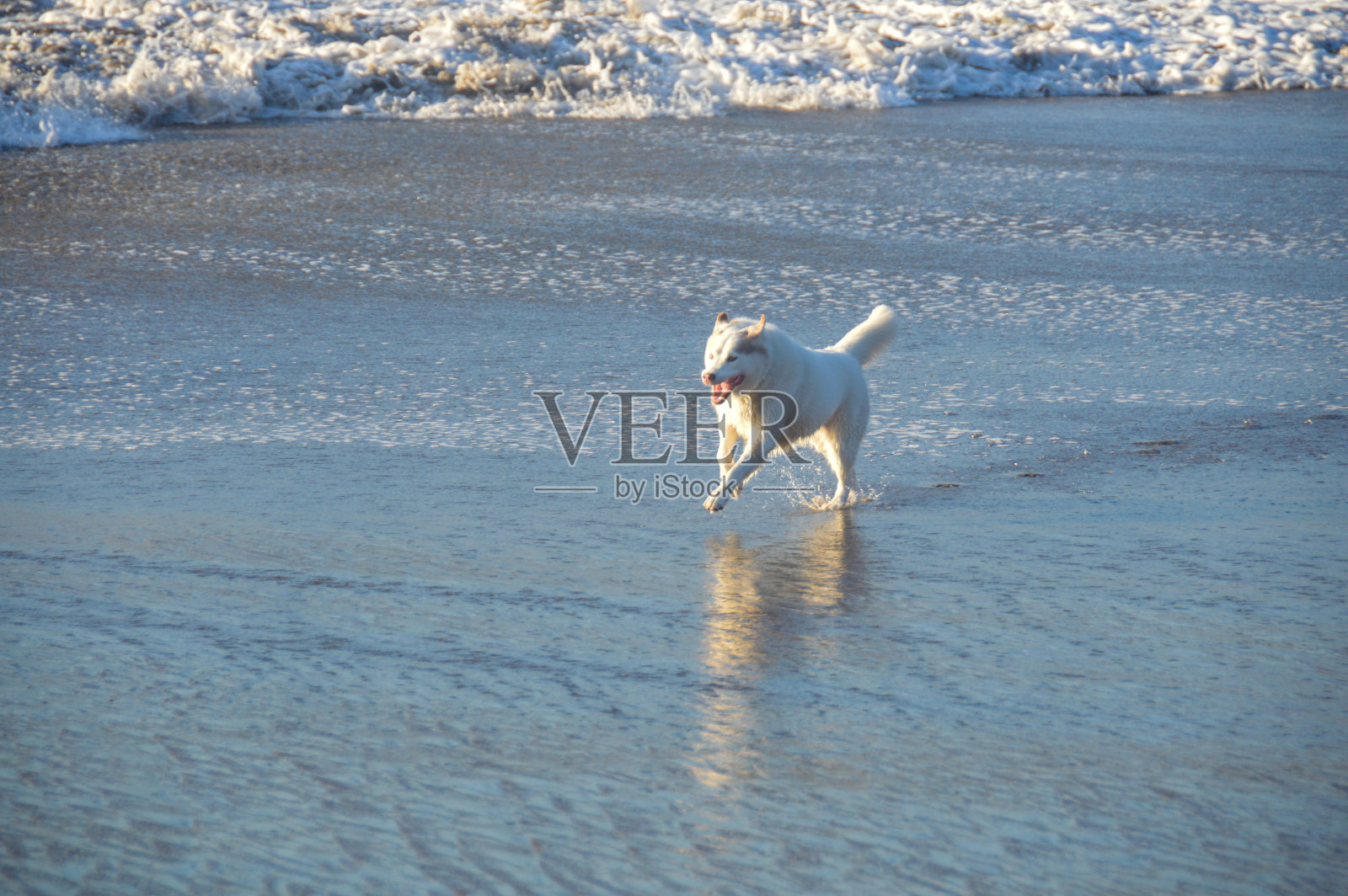 哈士奇狼狗在沙滩上玩耍照片摄影图片