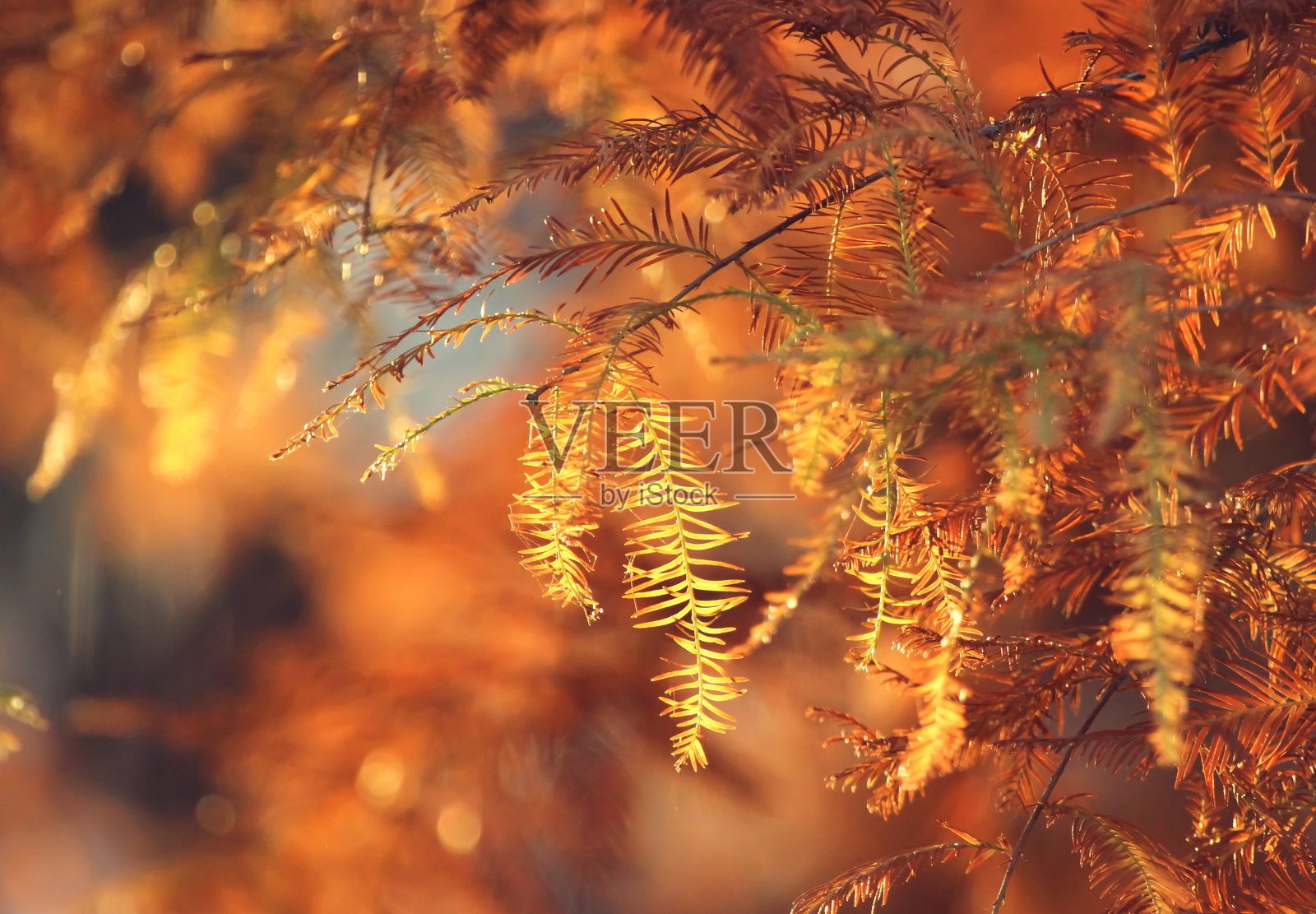 秋天的颜色照片摄影图片