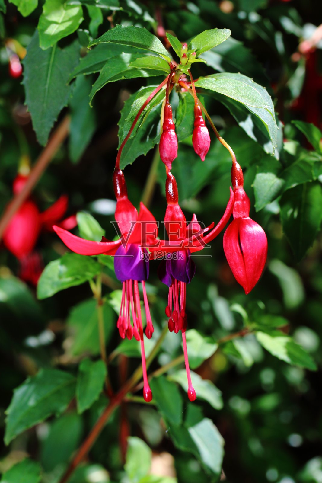 里卡托尼 - 紫红色照片摄影图片